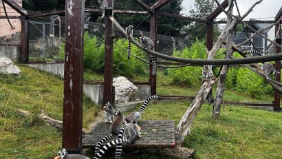 Ziua Internațională a Primatelor, la Zoo Brașov