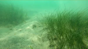 În Marea Neagră au fost create recife artificiale și pajiști de iarbă de mare