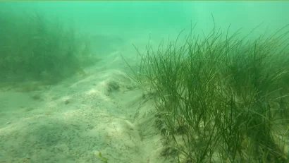 În Marea Neagră au fost create recife artificiale și pajiști de iarbă de mare