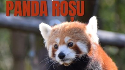 Ziua Internațională Panda Roșu, la Grădina Zoologică Brașov