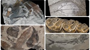 CLUJ-NAPOCA: Expoziţie paleontologică spectaculoasă, la UBB
