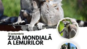Ziua Mondială a Lemurilor, sărbătorită la Zoo Brașov Ziua Mondială a Lemurilor, sărbătorită la Zoo Brașov