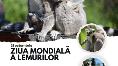 Ziua Mondială a Lemurilor va fi sărbătorită la Zoo Brașov