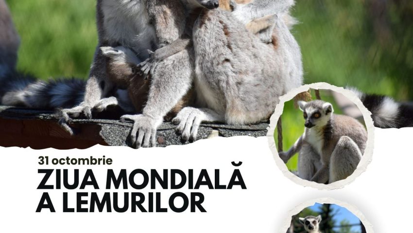 Ziua Mondială a Lemurilor, sărbătorită la Zoo Brașov Ziua Mondială a Lemurilor, sărbătorită la Zoo Brașov