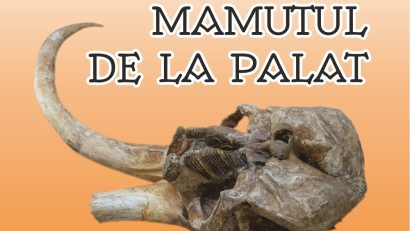 Singurul craniu de Mammuthus trogontherii din România, expus la Iași