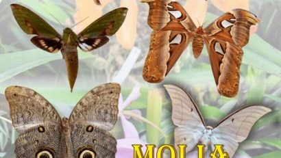 Expoziție cu specii rare de molii, la Muzeul Olteniei Craiova