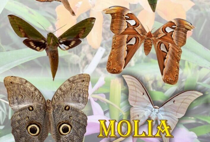 Expoziție cu specii rare de molii, la Muzeul Olteniei Craiova