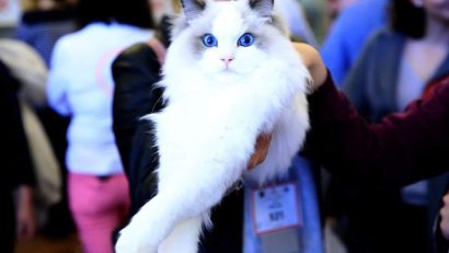 Elita felină se întâlneşte la Bucureşti, la FIFe World Winner Show