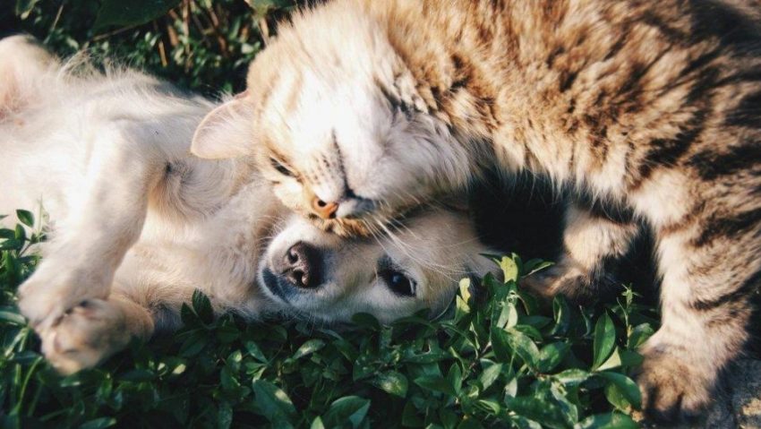 CLUJ: Femeie cercetată penal pentru tratamente veterinare fără drept. O pisică și un câine au murit CLUJ: Femeie cercetată penal pentru tratamente veterinare fără drept. O pisică și un câine au murit