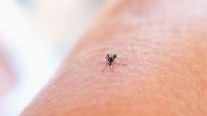 INSP: Peste 40 de cazuri de infecție cu virusul West Nile, înregistrate din iunie