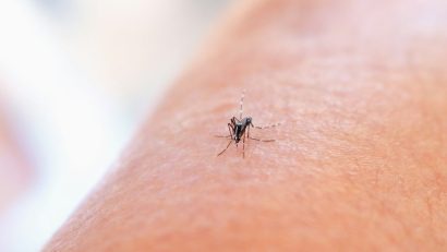 INSP: Peste 40 de cazuri de infecție cu virusul West Nile, înregistrate din iunie