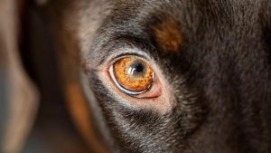 DOLJ: Târg de adopții canine, în cadrul Semimaratonului Craiovei