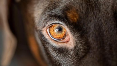 DOLJ: Târg de adopții canine, în cadrul Semimaratonului Craiovei
