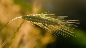 Suprafaţa folosită în România pentru agricultură ecologică a crescut cu 160% în ultimii 12 ani