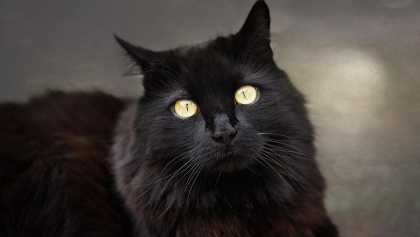 SPANIA: Orașul Terrassa interzice temporar adopția pisicilor negre înainte de Halloween, de teama ritualurilor SPANIA: Orașul Terrassa interzice temporar adopția pisicilor negre înainte de Halloween, de teama ritualurilor