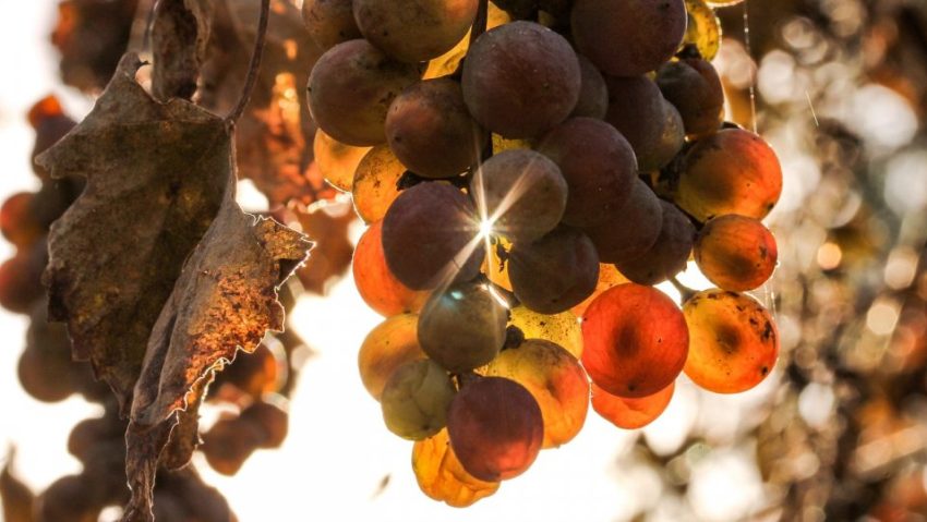 Roadele toamnei, într-un târg de produse tradiţionale organizat în curtea Ministerului Agriculturii Roadele toamnei, într-un târg de produse tradiţionale organizat în curtea Ministerului Agriculturii