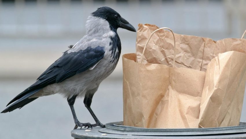 Eurostat: 130 de kilograme de alimente irosite pe cap de locuitor, într-un an, la nivelul UE. România a depășit Spania Eurostat: 130 de kilograme de alimente irosite pe cap de locuitor, într-un an, la nivelul UE. România a depășit Spania