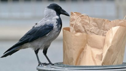 Eurostat: 130 de kilograme de alimente irosite pe cap de locuitor, într-un an, la nivelul UE. România a depășit Spania