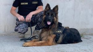 SUCEAVA: Tutun de contrabandă, descoperit de câini-polițiști într-un microbuz de transport persoane