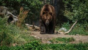 DÂMBOVIȚA: Mesaj RO-ALERT, emis după apariţia unui urs în Ocniţa