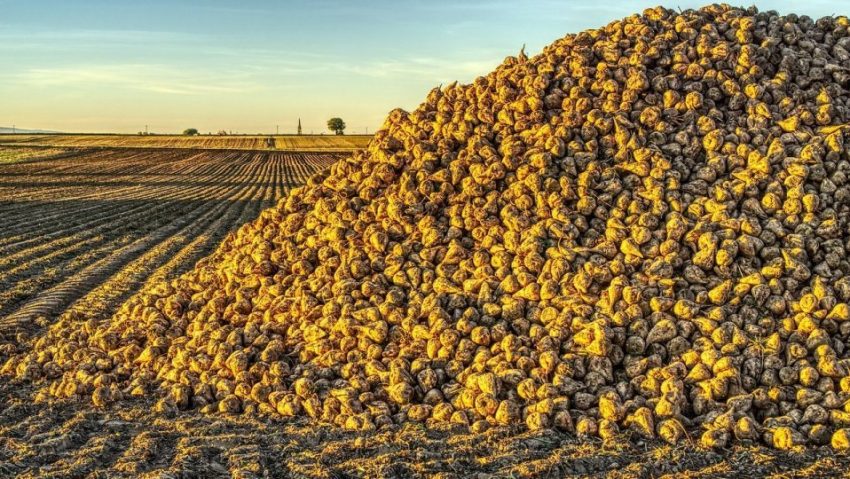 Criză în cultura sfeclei de zahăr: fermierii renunţă, iar fabricile se confruntă cu dificultăţi majore Criză în cultura sfeclei de zahăr: fermierii renunţă, iar fabricile se confruntă cu dificultăţi majore