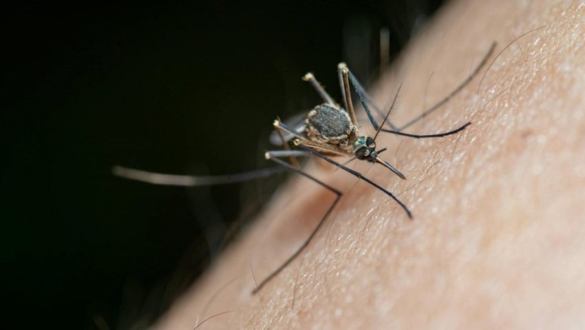 INSP: Aproape 40 de cazuri de infecție cu virusul West Nile, înregistrate din iunie