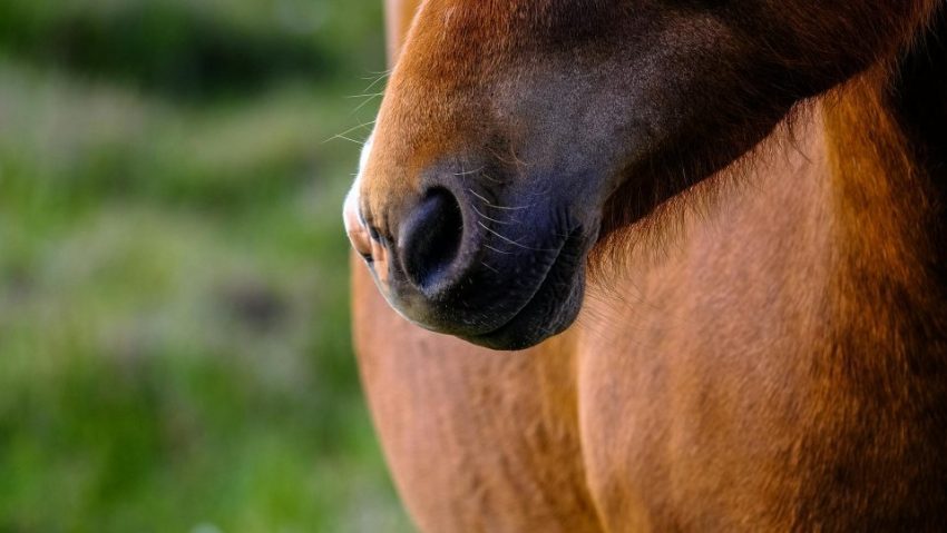 BISTRIȚA-NĂSĂUD: Un cal a fost maltratat de doi bărbați din Rodna BISTRIȚA-NĂSĂUD: Un cal a fost maltratat de doi bărbați din Rodna