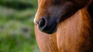 BISTRIȚA-NĂSĂUD: Un cal a fost maltratat de doi bărbați din Rodna