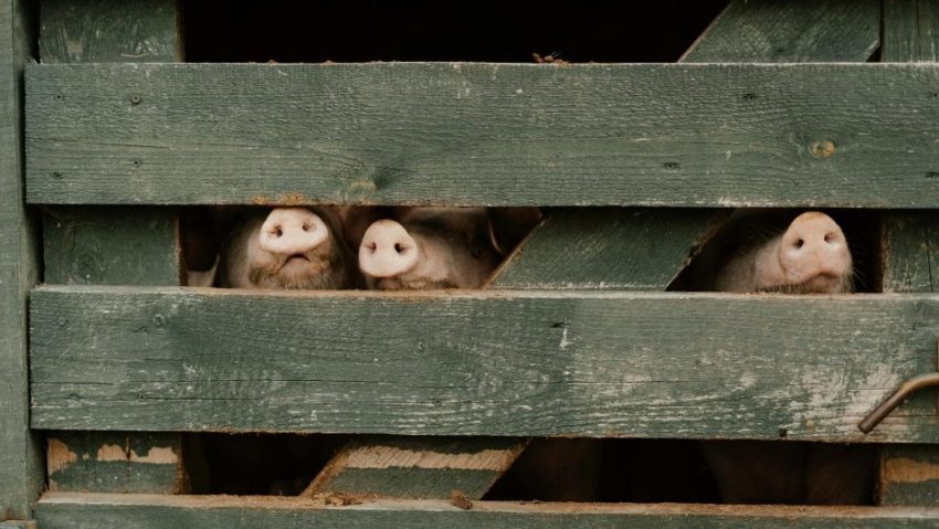 Direcția Sanitar Veterinară Arad confirmă reapariția pestei porcine africane în două localități din județ Direcția Sanitar Veterinară Arad confirmă reapariția pestei porcine africane în două localități din județ