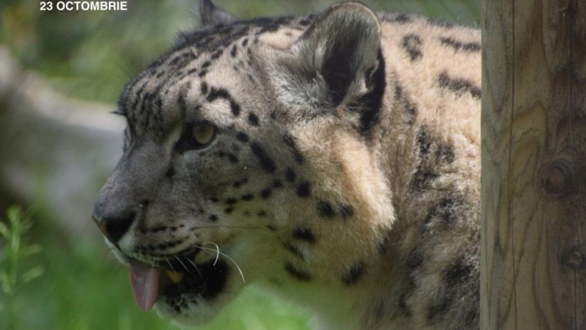 Ziua Leopardului Zăpezilor, marcată la Zoo Brașov
