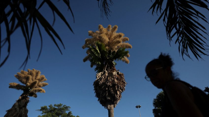 Rio de Janeiro: Palmierii talipot înfloresc după 60 de ani