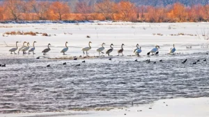 TULCEA: Doar câteva pensiuni deschise în Deltă de sărbători