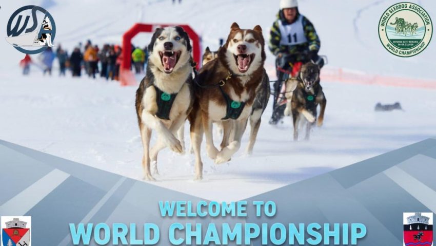 Peste 500 de câini nordici concurează la Campionatul Mondial WSA