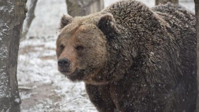 Ziua Ursului, în weekend, la Zoo Brașov