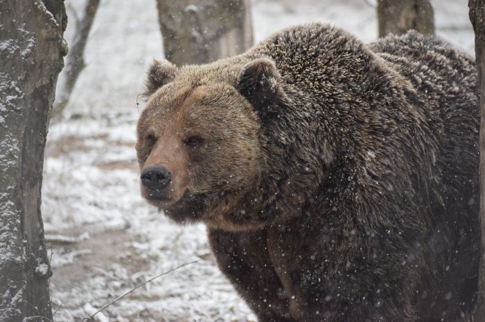 Ziua Ursului, în weekend, la Zoo Brașov