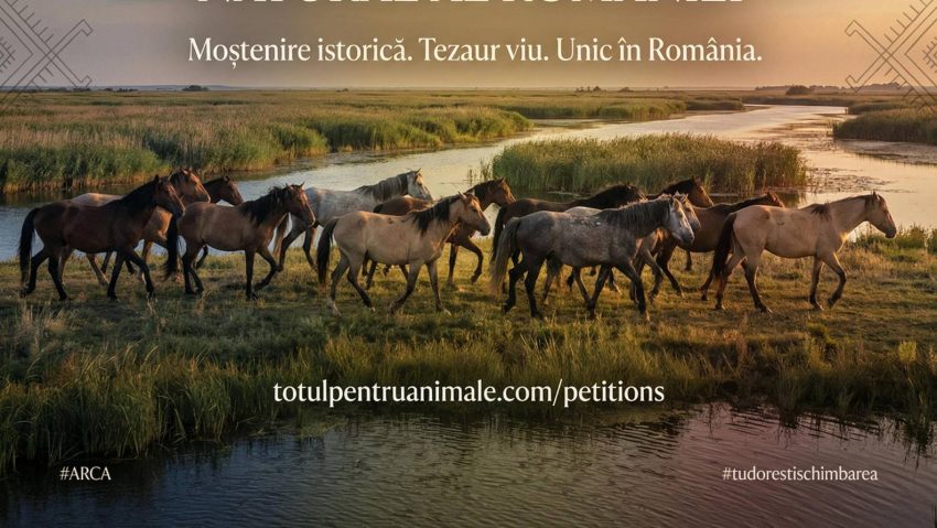 Petiție pentru salvarea cailor liberi din Delta Dunării