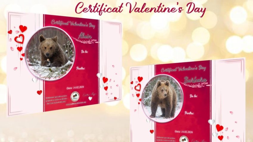 De Valentine’s Day, adoptă un urs