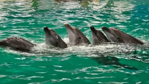 CONSTANȚA: Proiectul de extindere a Delfinariului a fost finalizat