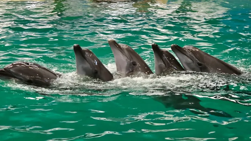 CONSTANȚA: Proiectul de extindere a Delfinariului a fost finalizat