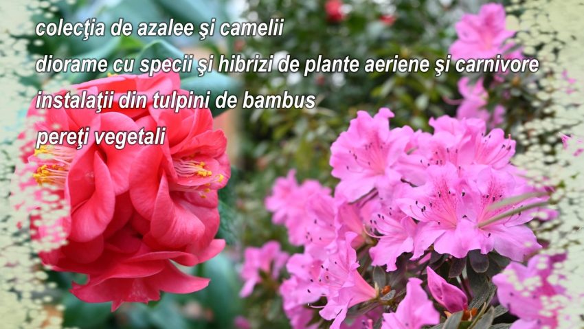 IAȘI: Expoziţie de plante exotice, la Grădina Botanică