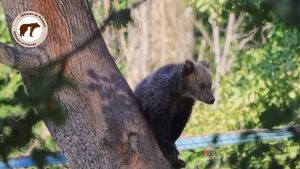 2 februarie, Ziua Ursului