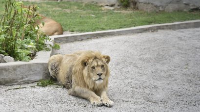 Grădina Zoologică din Craiova intră în reamenajare și donează animale