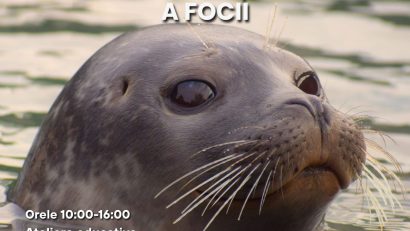 Ziua Internațională a Focii va fi sărbătorită la Grădina Zoologică Brașov