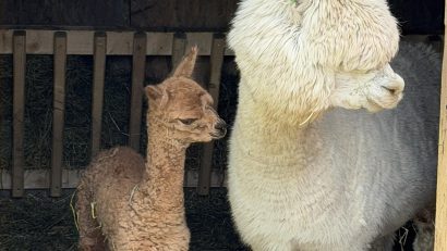 Un pui de alpaca s-a născut în Parcul „Nicolae Romanescu” din Craiova
