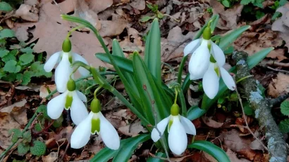 TULCEA: Sesizare privind ruperea de ghiocei protejaţi în Munţii Măcinului