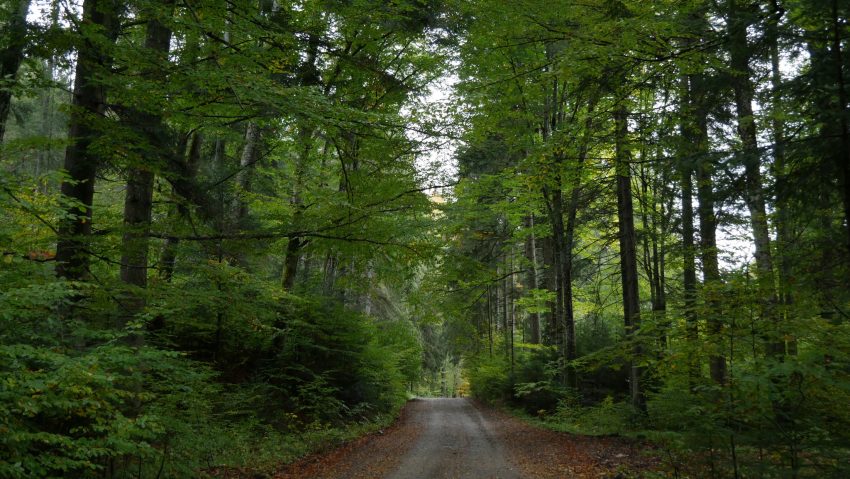 Pădurea Băneasa ar putea deveni arie naturală protejată