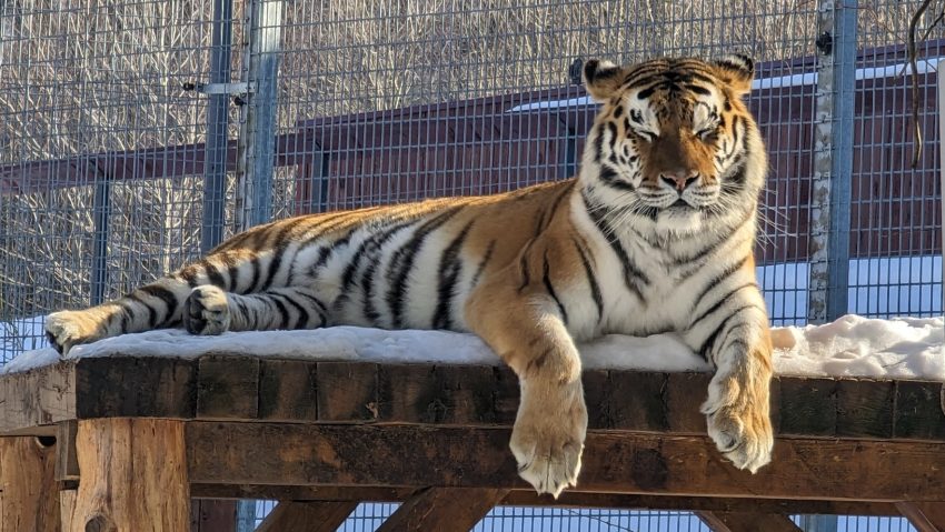 Zoo Brașov a trecut la programul de vară