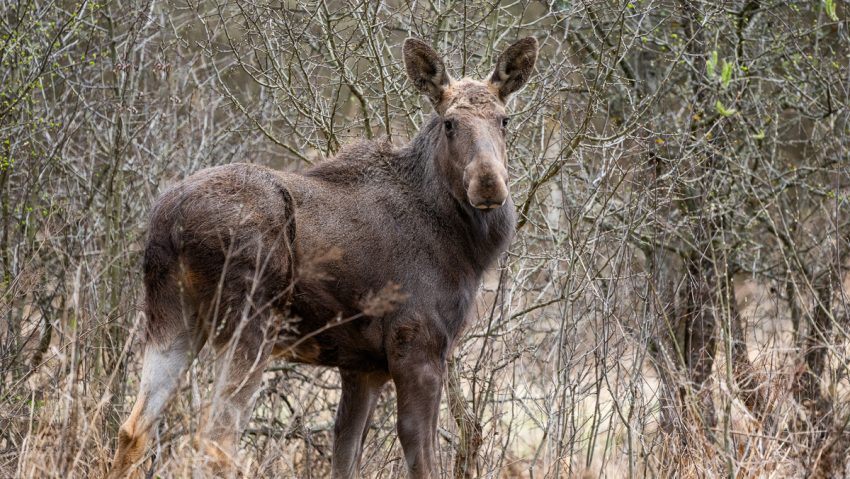 Elanul revine în Parcul Natural Vânători Neamț