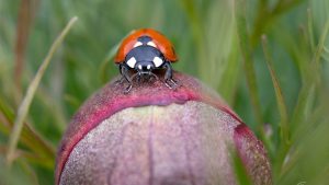 Încep să înflorească bujorii de stepă la Zau de Câmpie