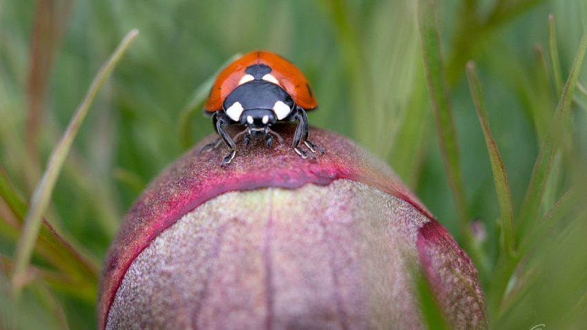 Încep să înflorească bujorii de stepă la Zau de Câmpie